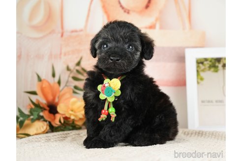 成約済の神奈川県のトイプードル-271358の8枚目