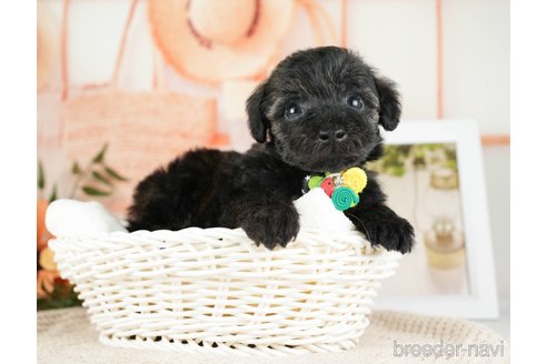 成約済の神奈川県のトイプードル-271358の9枚目