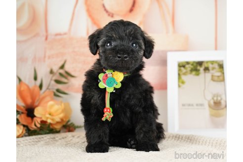 成約済の神奈川県のトイプードル-271358の1枚目