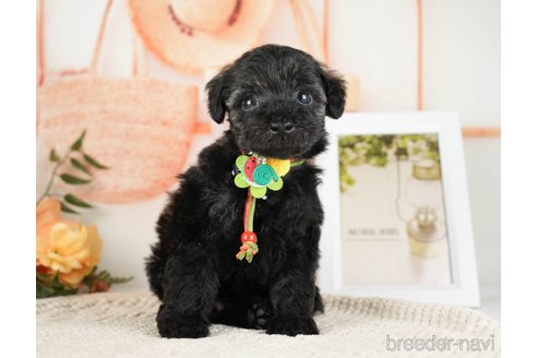 成約済の神奈川県のトイプードル-271358の3枚目