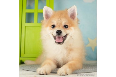 成約済の千葉県のポメラニアン-271359の3枚目