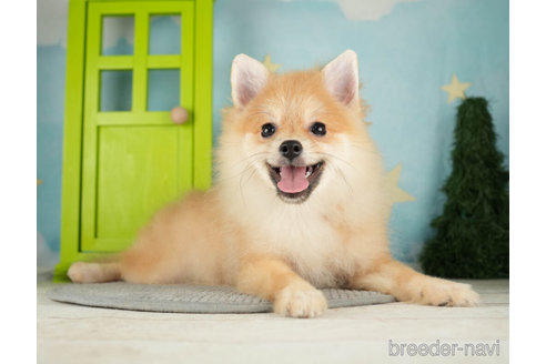 成約済の千葉県のポメラニアン-271359の5枚目