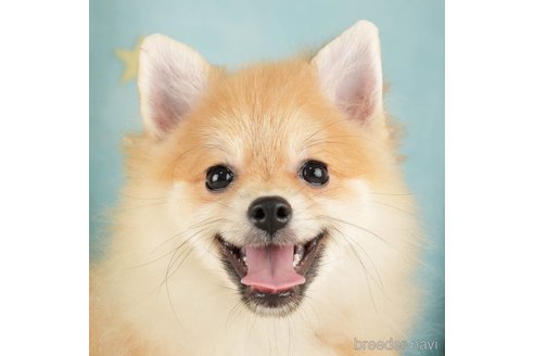 成約済の千葉県のポメラニアン-271359の1枚目