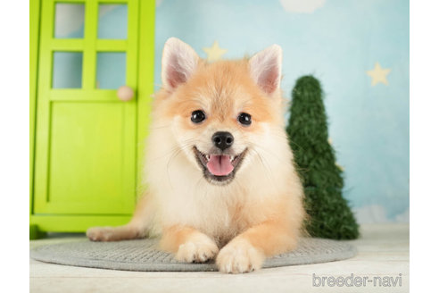 成約済の千葉県のポメラニアン-271359の4枚目