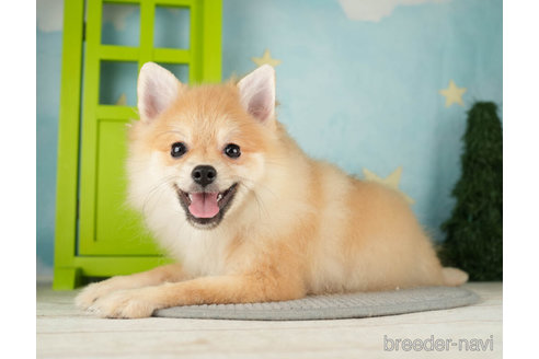 成約済の千葉県のポメラニアン-271359の2枚目