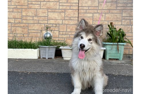 成約済の茨城県のアラスカンマラミュート-249335の6枚目