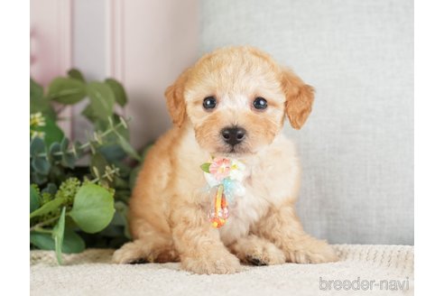 成約済の神奈川県のトイプードル-271363の17枚目
