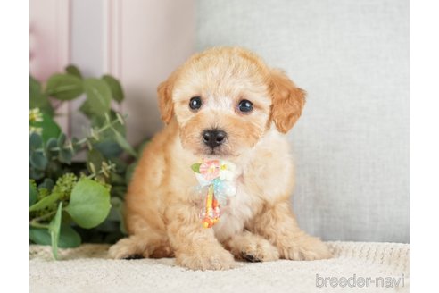 成約済の神奈川県のトイプードル-271363の16枚目