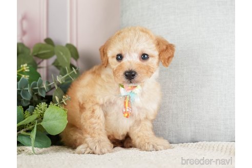 成約済の神奈川県のトイプードル-271363の15枚目