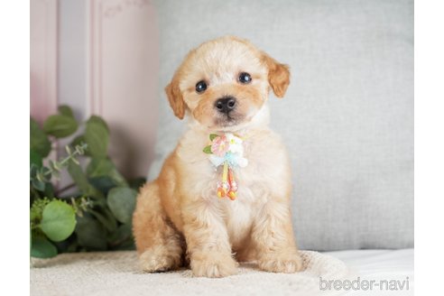 成約済の神奈川県のトイプードル-271363の14枚目