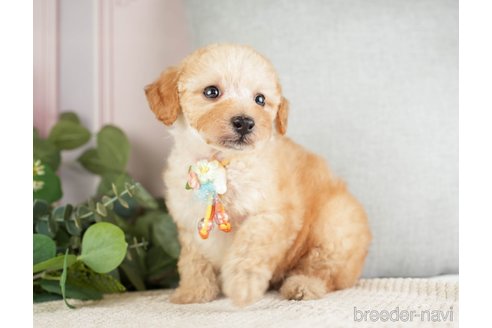 成約済の神奈川県のトイプードル-271363の10枚目