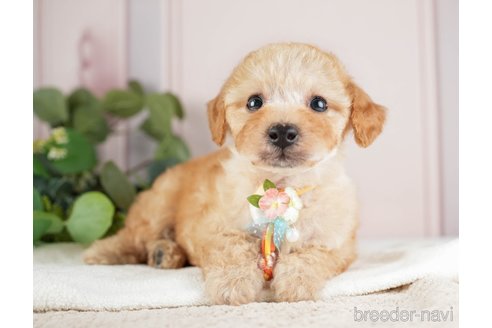 成約済の神奈川県のトイプードル-271363の8枚目