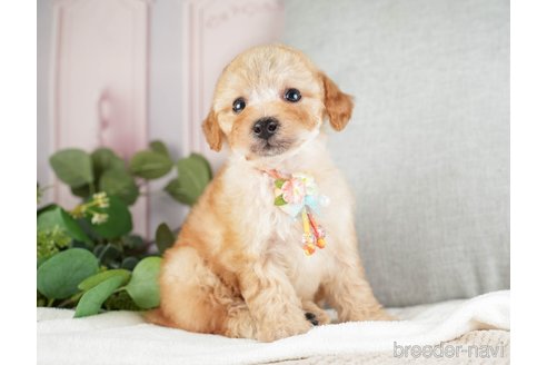 成約済の神奈川県のトイプードル-271363の9枚目