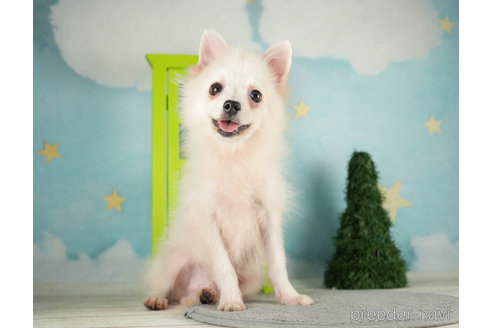 成約済の千葉県のポメラニアン-271362の5枚目