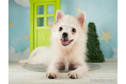 成約済の千葉県のポメラニアン-271362の4枚目