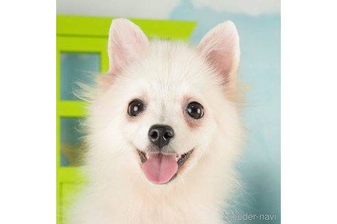 成約済の千葉県のポメラニアン-271362の1枚目