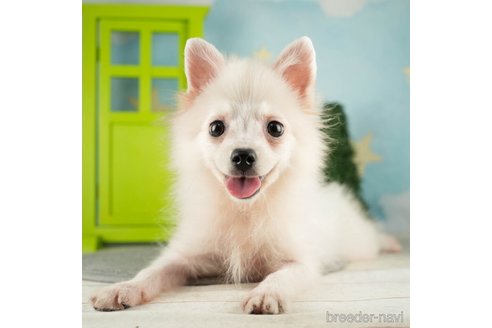 成約済の千葉県のポメラニアン-271362の2枚目