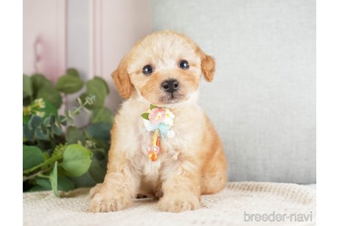 成約済の神奈川県のトイプードル-271363の7枚目