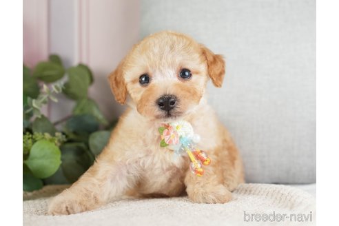 成約済の神奈川県のトイプードル-271363の6枚目