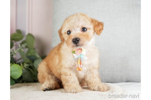 成約済の神奈川県のトイプードル-271363の4枚目