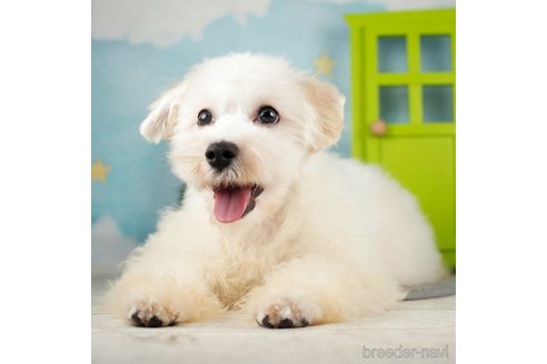 成約済の千葉県のマルプー:マルチーズ×トイプードル-271366の1枚目