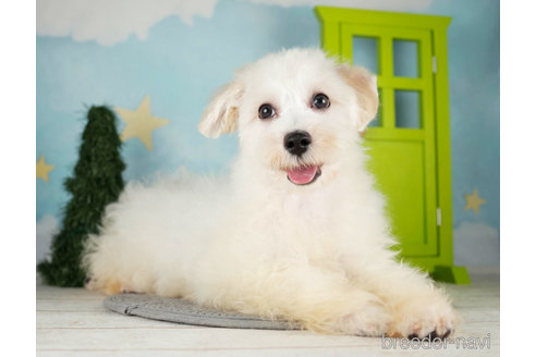 成約済の千葉県のマルプー:マルチーズ×トイプードル-271366の3枚目