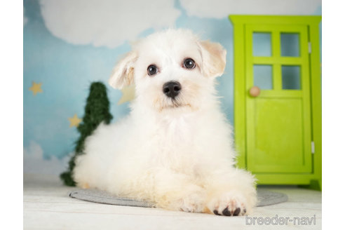 成約済の千葉県のマルプー:マルチーズ×トイプードル-271366の4枚目