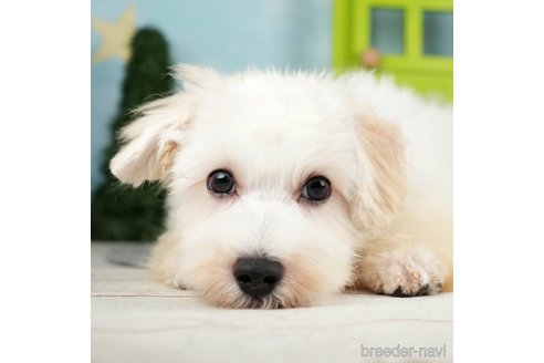 成約済の千葉県のマルプー:マルチーズ×トイプードル-271366の5枚目