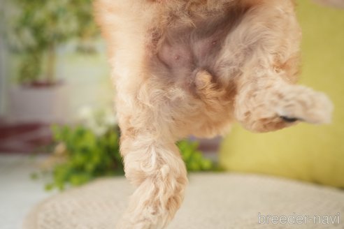 成約済の神奈川県のトイプードル-271367の16枚目