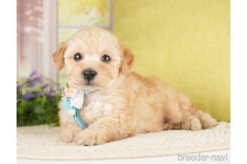 成約済の神奈川県のトイプードル-271367の14枚目