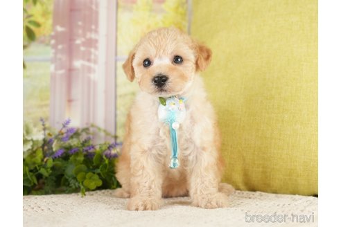 成約済の神奈川県のトイプードル-271367の15枚目