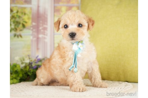 成約済の神奈川県のトイプードル-271367の10枚目