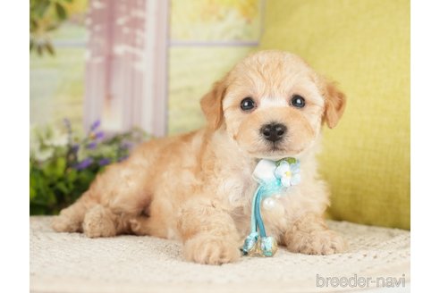 成約済の神奈川県のトイプードル-271367