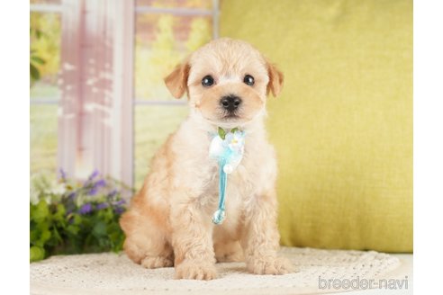 成約済の神奈川県のトイプードル-271367の12枚目