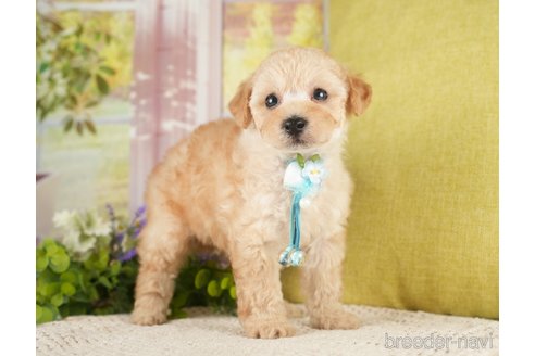 成約済の神奈川県のトイプードル-271367の11枚目