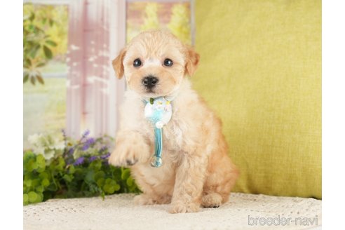 成約済の神奈川県のトイプードル-271367の13枚目