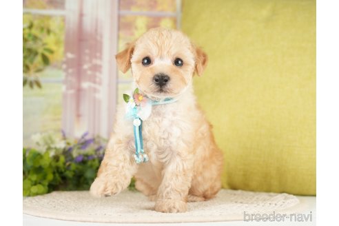 成約済の神奈川県のトイプードル-271367の9枚目