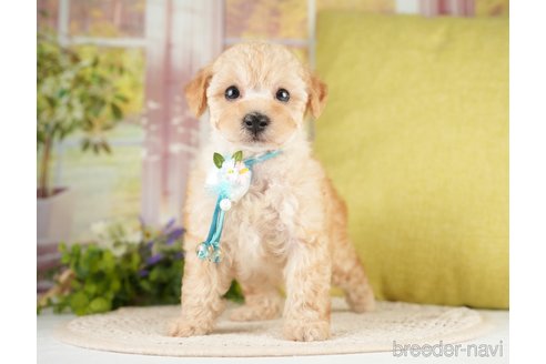 成約済の神奈川県のトイプードル-271367の5枚目