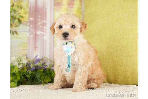 成約済の神奈川県のトイプードル-271367の6枚目