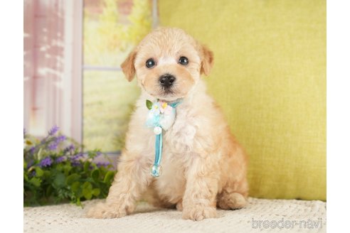 成約済の神奈川県のトイプードル-271367の7枚目