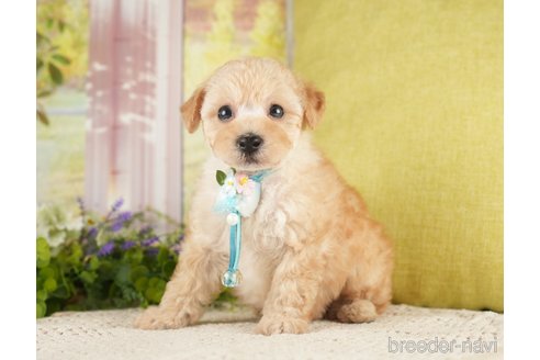 成約済の神奈川県のトイプードル-271367の8枚目