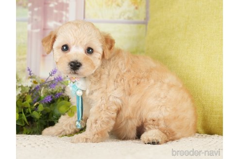 成約済の神奈川県のトイプードル-271367の3枚目