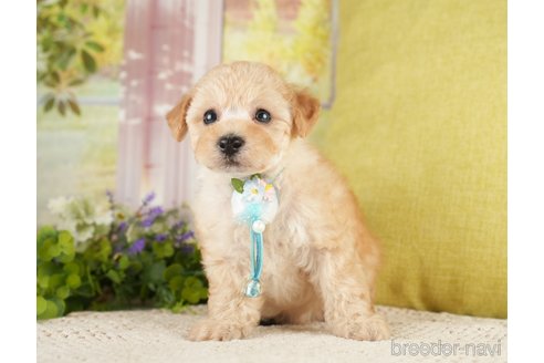 成約済の神奈川県のトイプードル-271367の4枚目