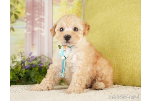 成約済の神奈川県のトイプードル-271367の2枚目