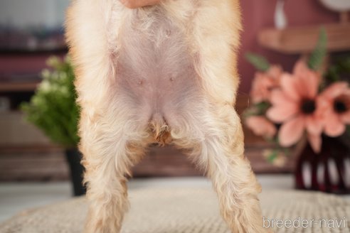 成約済の神奈川県のトイプードル-271370の12枚目