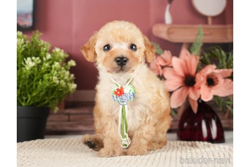 成約済の神奈川県のトイプードル-271370の9枚目