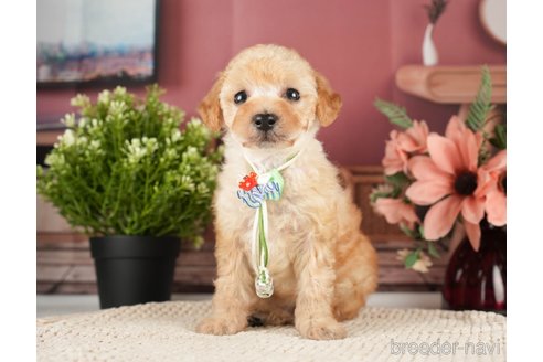 成約済の神奈川県のトイプードル-271370の10枚目