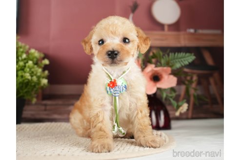 成約済の神奈川県のトイプードル-271370の11枚目