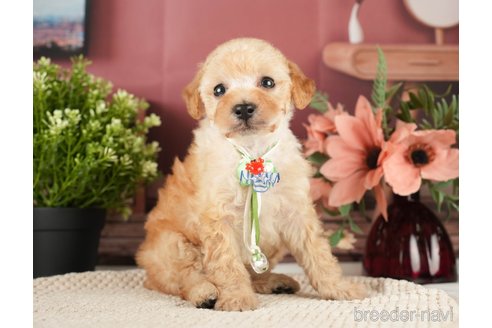 成約済の神奈川県のトイプードル-271370の8枚目