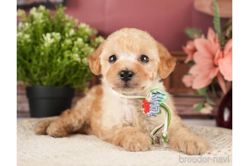 成約済の神奈川県のトイプードル-271370